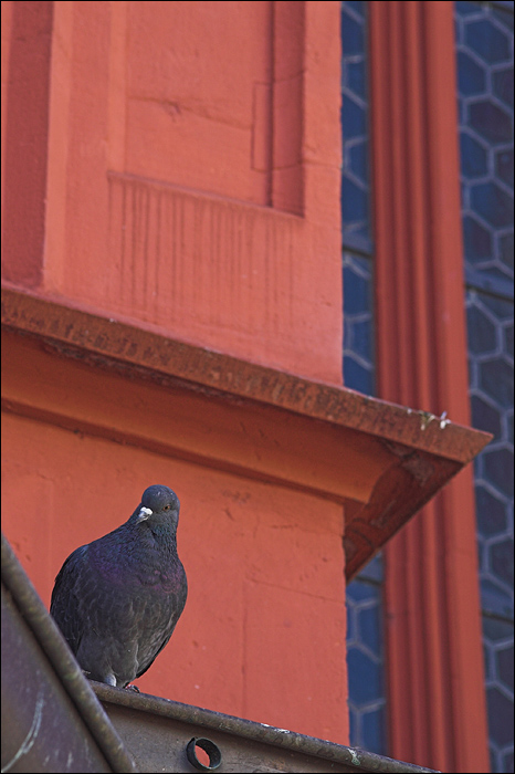 Church with Pigeon