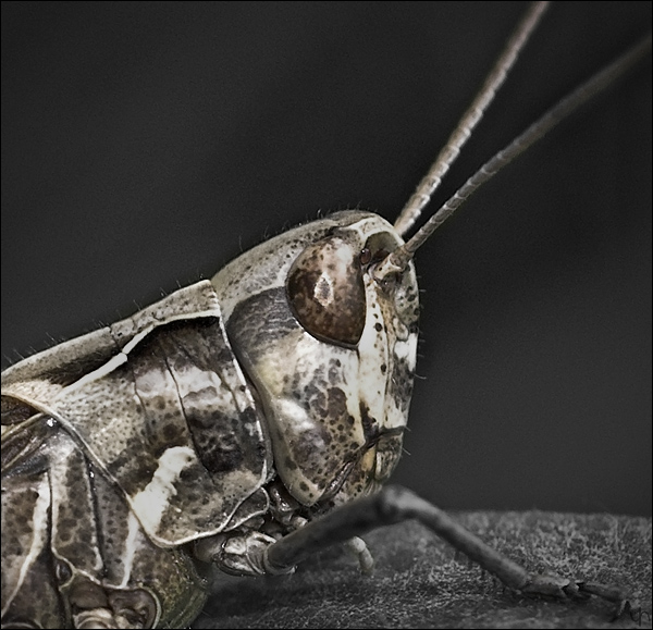 Portrait of a Grasshopper