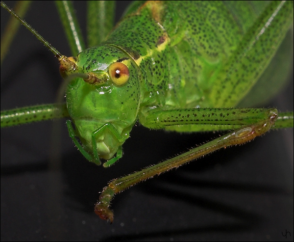 Grasshoppers Portrait