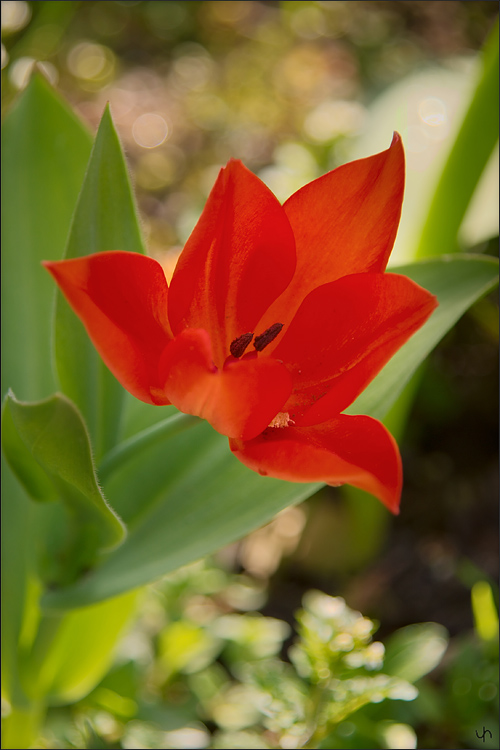 Red Tulip (later)