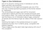 Tiger im Zoo Schönbrunn