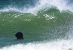 Seehund in den Wellen