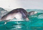 Delfinmutter mit Baby