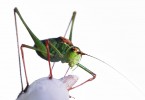 I love Grasshoppers