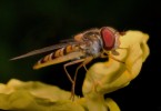 Hoverfly 1001