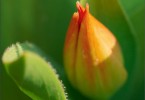 Erste Tulpe