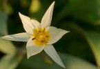 Botanische Tulpe