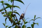 Long-Tailed Tit 1