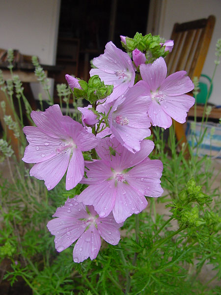 Blumen im Garten