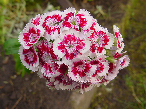 Blumen im Garten