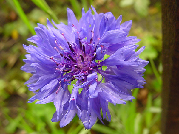 Blumen im Garten