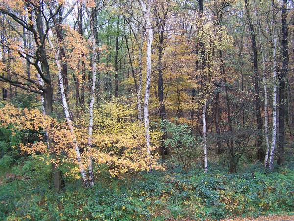 Herbstwald 1