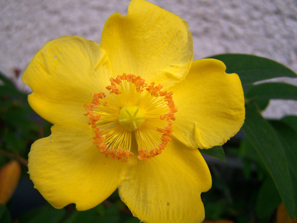 Dezember Blüten