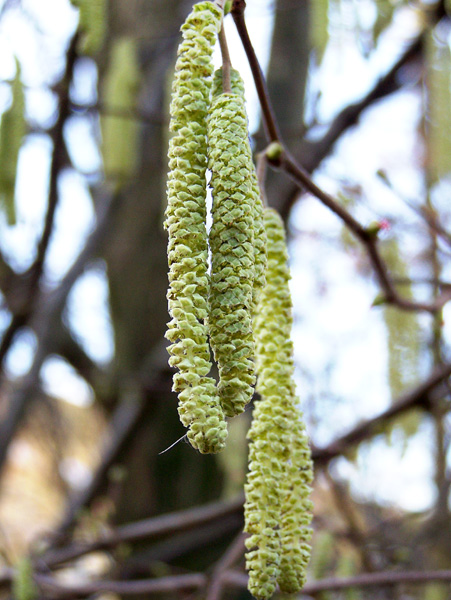 Weidenblüte / Willow Flower