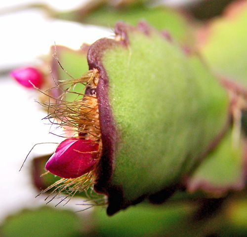 Knospen
