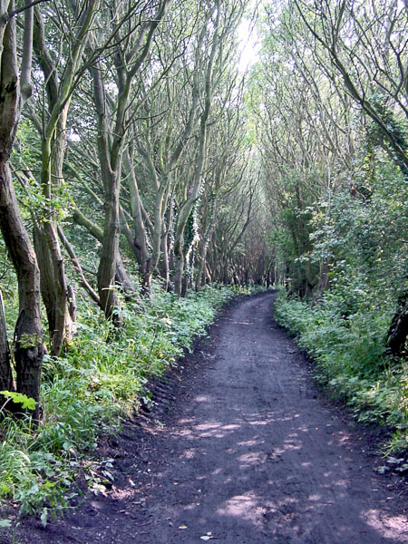 Railway Path