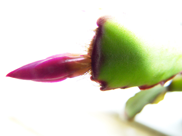 Kaktus / Cactus