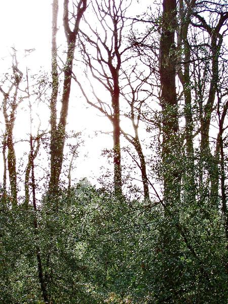 Wet Forest