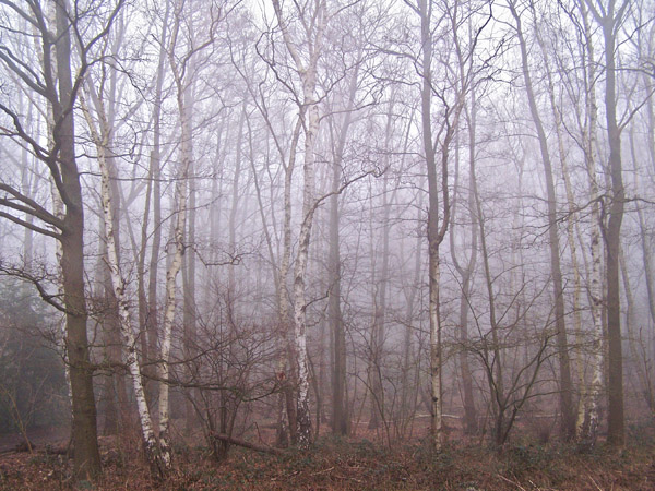 Foggy Forest