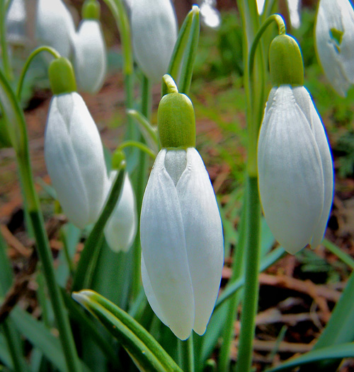 No Snow but Snowdrops