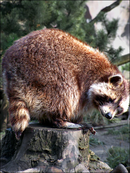 Rocky Racoon