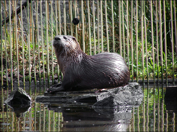 Posing Otter