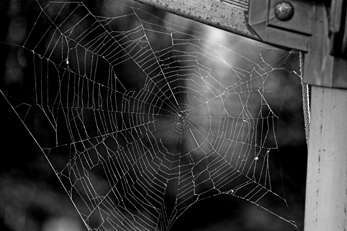 Spider Home