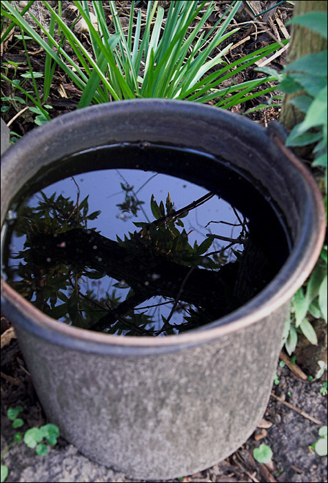 Garden Reflections