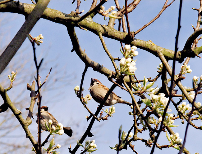 Pair in Pear