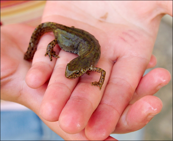 Handsome Newt