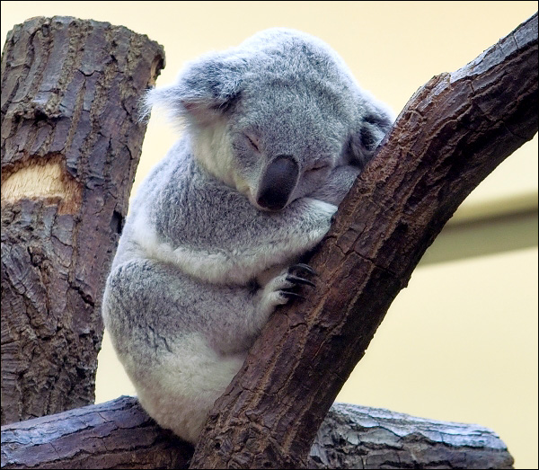Koala Baby