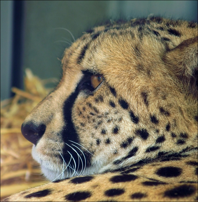 Gepard 1