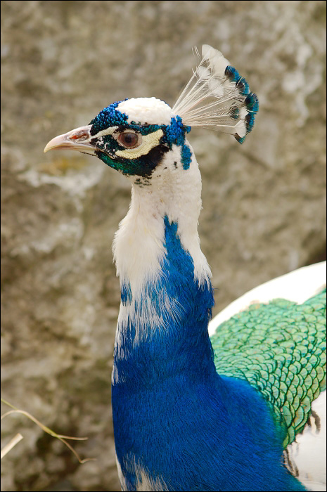 Peacock