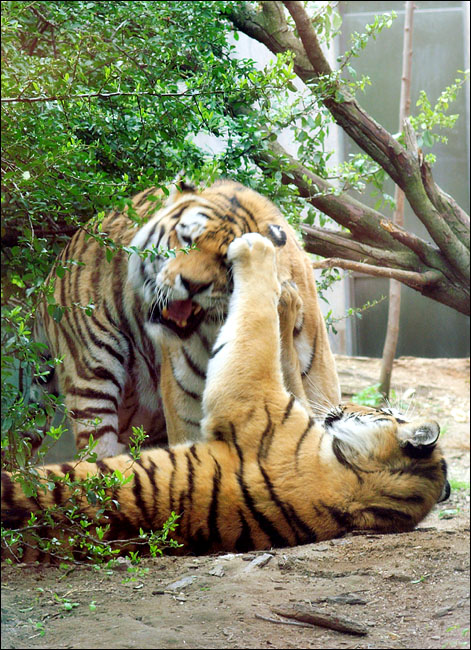 Playing Tiger 2