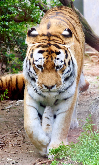 Tiger Daddy 1