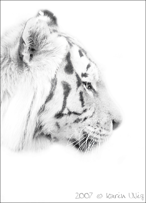 High Tiger