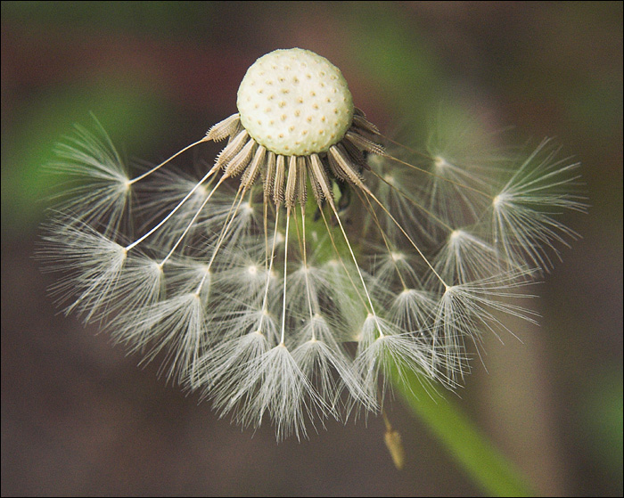 Dandelion 1