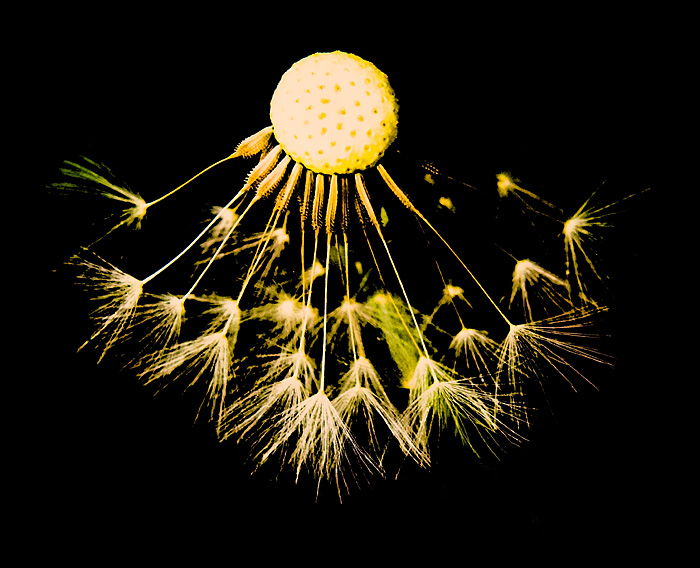 Dandelion 2