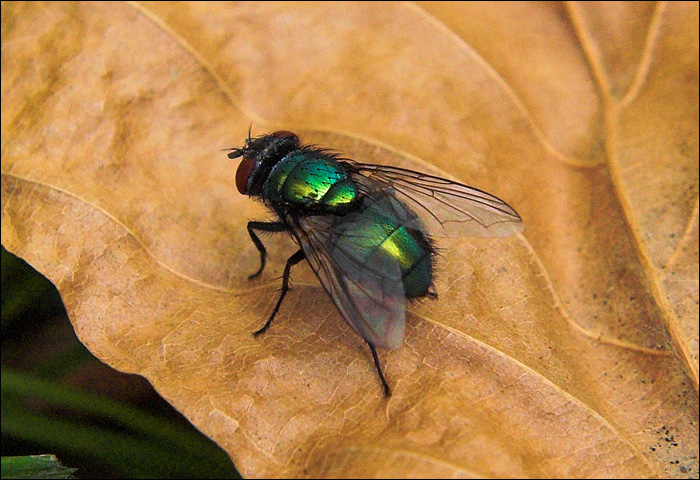 Fly