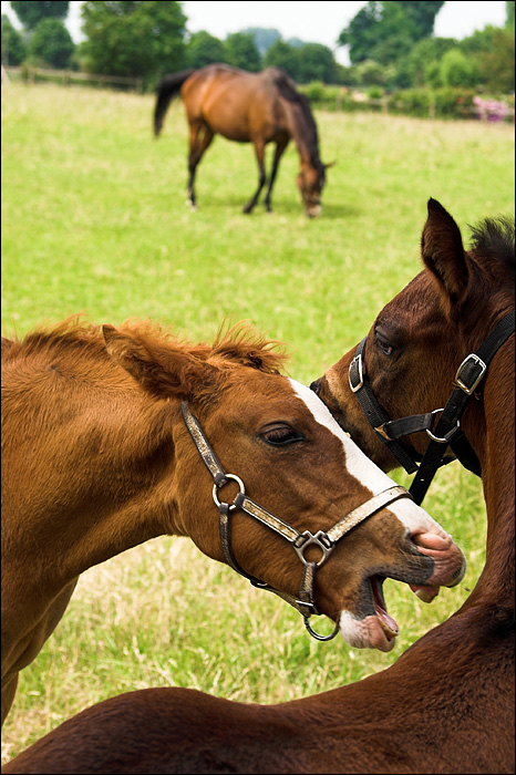 Squabbling Equids