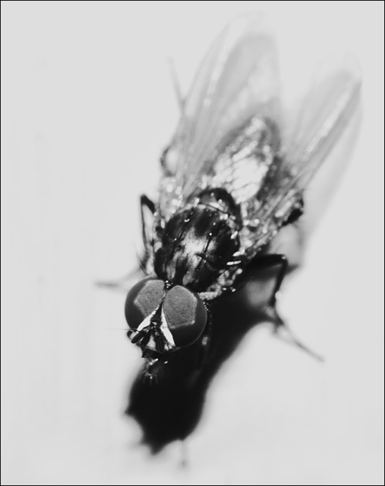 Overexposed Fly