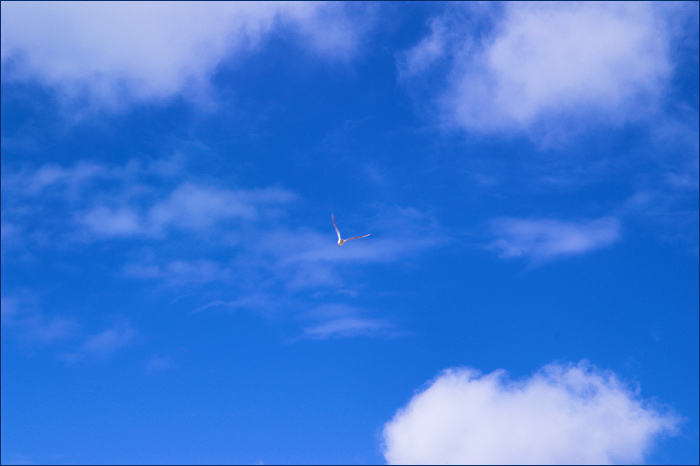 Blue and White