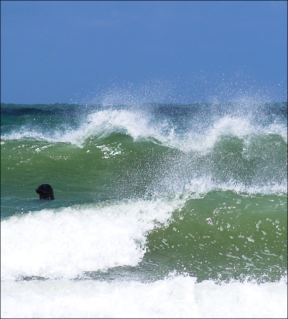 Seal in the Sea