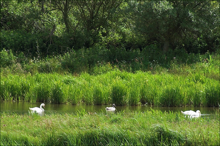 Bird Sanctuary