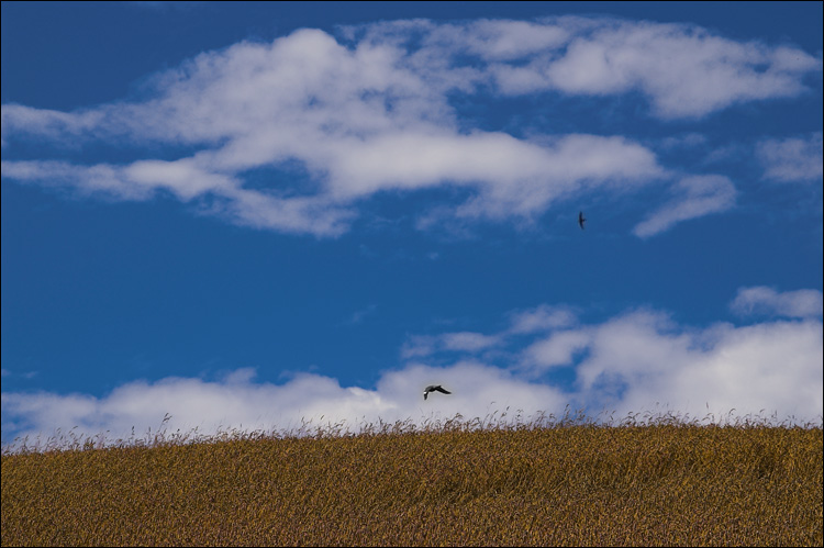 Corn Field