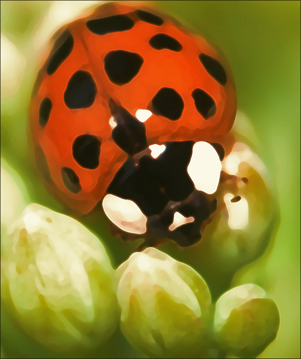 Playing with a Ladybird