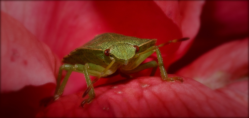 Sheltered by a Rose