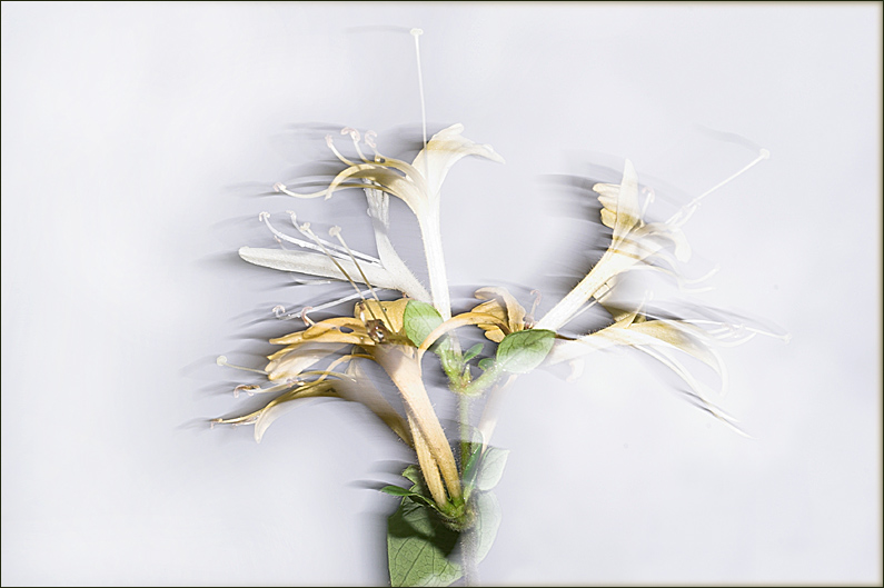 Flower in the Wind