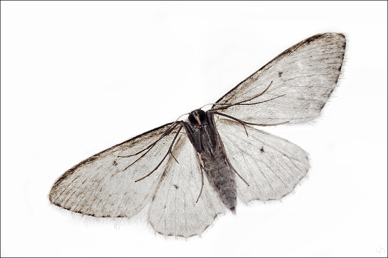 Winter Moth