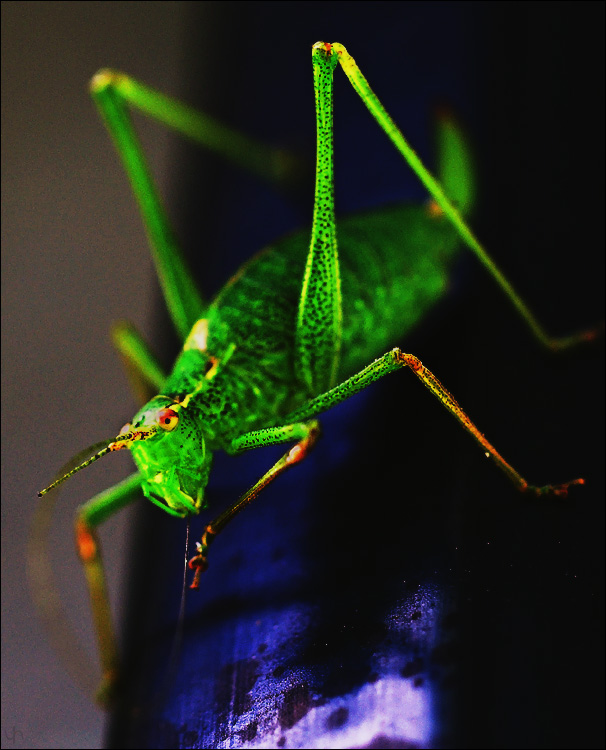 Neon Look